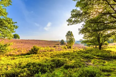 Vakantie met hond op de Veluwe: de complete gids